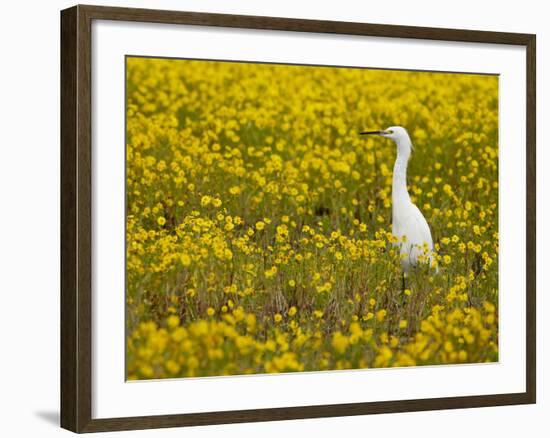 Snowy Egret (Egretta Thula) Among Goldfields, San Jacinto Wildlife Area, California-James Hager-Framed Photographic Print