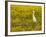 Snowy Egret (Egretta Thula) Among Goldfields, San Jacinto Wildlife Area, California-James Hager-Framed Photographic Print