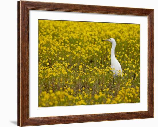 Snowy Egret (Egretta Thula) Among Goldfields, San Jacinto Wildlife Area, California-James Hager-Framed Photographic Print