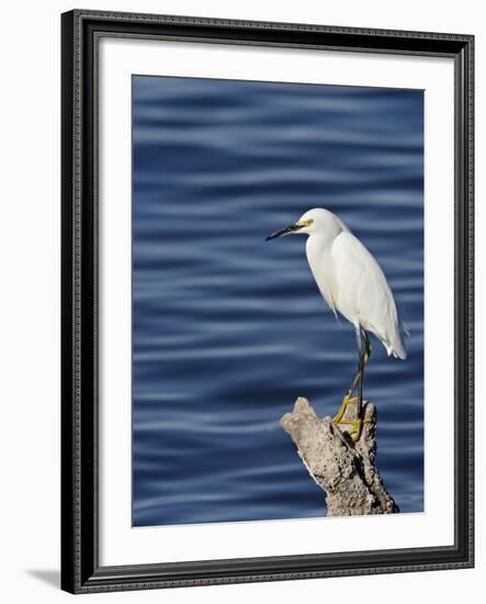 Snowy Egret (Egretta Thula), Sonny Bono Salton Sea National Wildlife Refuge, California, USA-null-Framed Photographic Print