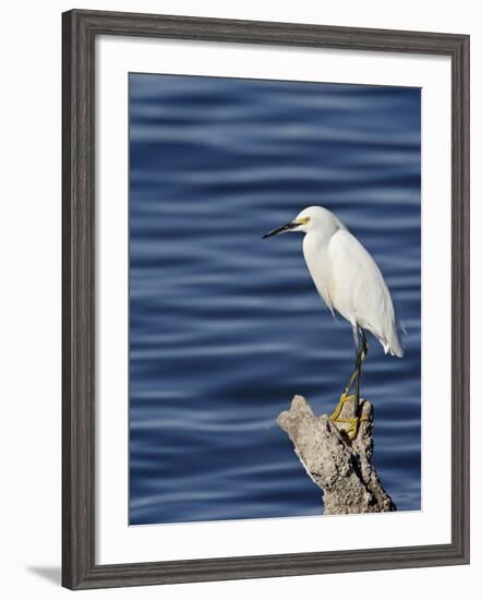 Snowy Egret (Egretta Thula), Sonny Bono Salton Sea National Wildlife Refuge, California, USA-null-Framed Photographic Print