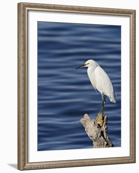 Snowy Egret (Egretta Thula), Sonny Bono Salton Sea National Wildlife Refuge, California, USA-null-Framed Photographic Print