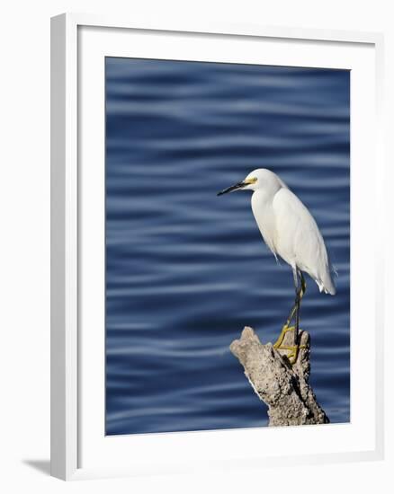 Snowy Egret (Egretta Thula), Sonny Bono Salton Sea National Wildlife Refuge, California, USA-null-Framed Photographic Print