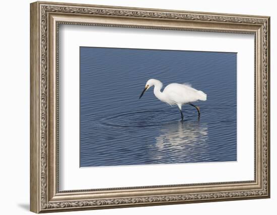 Snowy egret. Elkhorn Slough. Monterey. California.-Tom Norring-Framed Photographic Print