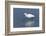 Snowy egret. Elkhorn Slough. Monterey. California.-Tom Norring-Framed Photographic Print