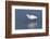 Snowy egret. Elkhorn Slough. Monterey. California.-Tom Norring-Framed Photographic Print