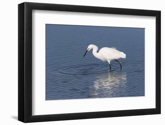 Snowy egret. Elkhorn Slough. Monterey. California.-Tom Norring-Framed Photographic Print