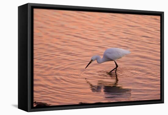 Snowy Egret Feeding in Lagoon at Sunset-null-Framed Premier Image Canvas