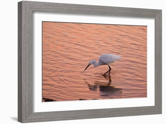 Snowy Egret Feeding in Lagoon at Sunset-null-Framed Photographic Print