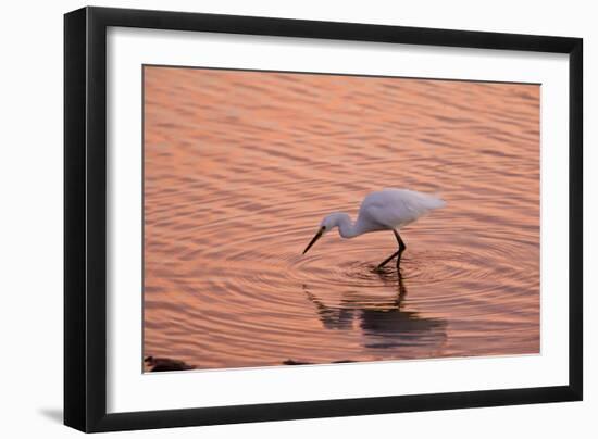 Snowy Egret Feeding in Lagoon at Sunset-null-Framed Photographic Print