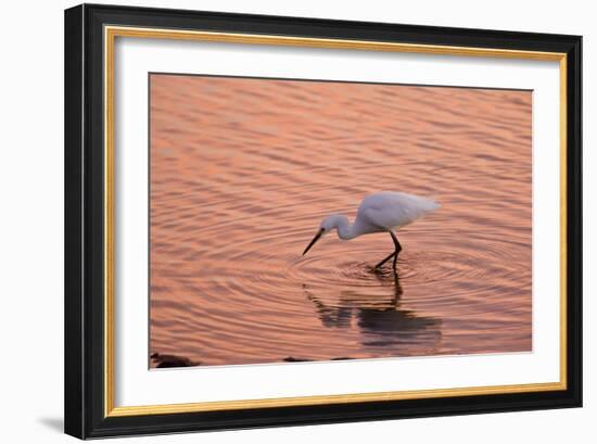 Snowy Egret Feeding in Lagoon at Sunset-null-Framed Photographic Print