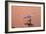 Snowy Egret Feeding in Lagoon at Sunset-null-Framed Photographic Print