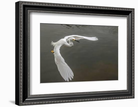 Snowy egret flying, Merritt Island National Wildlife Refuge, Florida-Adam Jones-Framed Photographic Print