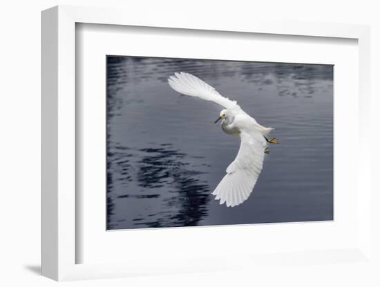 Snowy egret flying, Merritt Island National Wildlife Refuge, Florida-Adam Jones-Framed Photographic Print