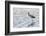 Snowy Egret, Guerrero Negro, Baja California, Mexico-Claudio Contreras-Framed Photographic Print