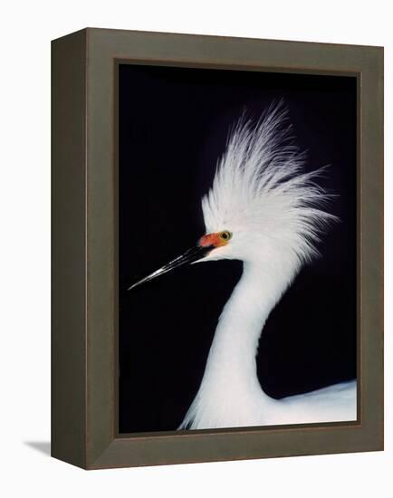 Snowy Egret in Breeding Plumage, Ding Darling National Wildlife Refuge, Sanibel Island, Florida,-Charles Sleicher-Framed Premier Image Canvas