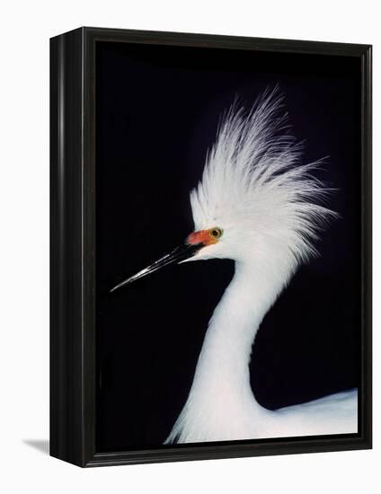 Snowy Egret in Breeding Plumage, Ding Darling National Wildlife Refuge, Sanibel Island, Florida,-Charles Sleicher-Framed Premier Image Canvas