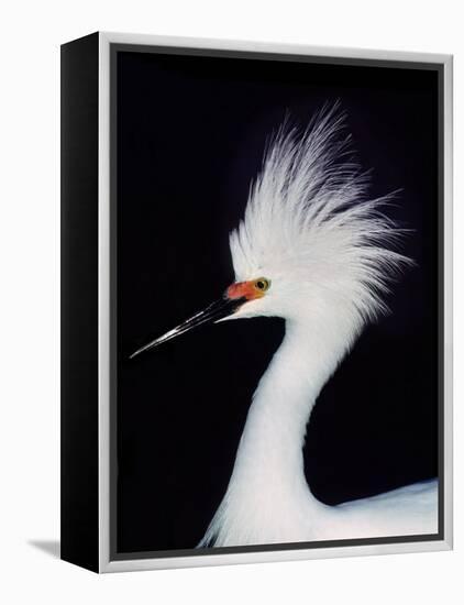 Snowy Egret in Breeding Plumage, Ding Darling National Wildlife Refuge, Sanibel Island, Florida,-Charles Sleicher-Framed Premier Image Canvas