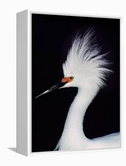 Snowy Egret in Breeding Plumage, Ding Darling National Wildlife Refuge, Sanibel Island, Florida,-Charles Sleicher-Framed Premier Image Canvas