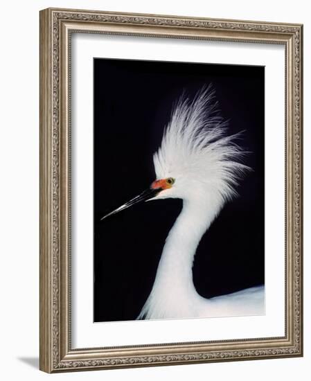 Snowy Egret in Breeding Plumage, Ding Darling National Wildlife Refuge, Sanibel Island, Florida,-Charles Sleicher-Framed Photographic Print