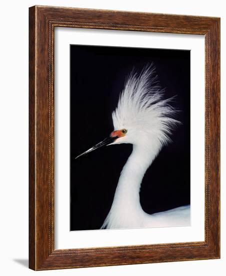 Snowy Egret in Breeding Plumage, Ding Darling National Wildlife Refuge, Sanibel Island, Florida,-Charles Sleicher-Framed Photographic Print