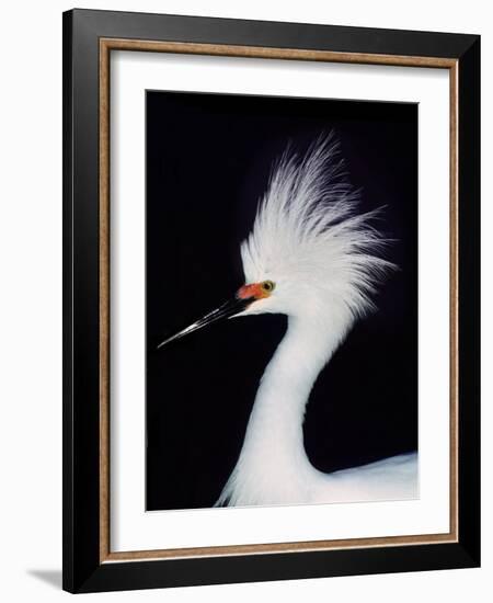 Snowy Egret in Breeding Plumage, Ding Darling National Wildlife Refuge, Sanibel Island, Florida,-Charles Sleicher-Framed Photographic Print