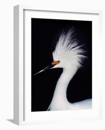 Snowy Egret in Breeding Plumage, Ding Darling National Wildlife Refuge, Sanibel Island, Florida,-Charles Sleicher-Framed Photographic Print