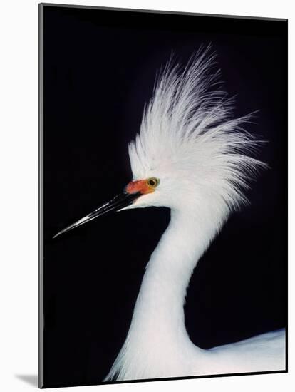 Snowy Egret in Breeding Plumage, Ding Darling National Wildlife Refuge, Sanibel Island, Florida,-Charles Sleicher-Mounted Photographic Print