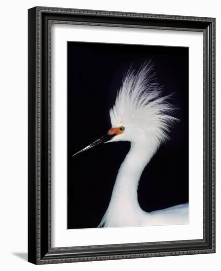 Snowy Egret in Breeding Plumage, Ding Darling National Wildlife Refuge, Sanibel Island, Florida,-Charles Sleicher-Framed Photographic Print