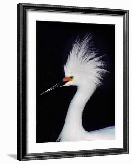 Snowy Egret in Breeding Plumage, Ding Darling National Wildlife Refuge, Sanibel Island, Florida,-Charles Sleicher-Framed Photographic Print