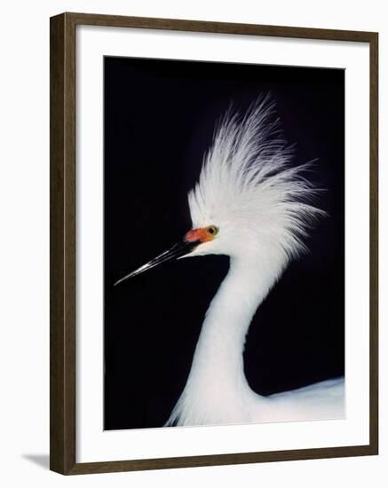 Snowy Egret in Breeding Plumage, Ding Darling National Wildlife Refuge, Sanibel Island, Florida,-Charles Sleicher-Framed Photographic Print