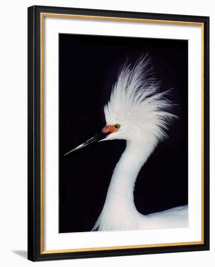 Snowy Egret in Breeding Plumage, Ding Darling National Wildlife Refuge, Sanibel Island, Florida,-Charles Sleicher-Framed Photographic Print