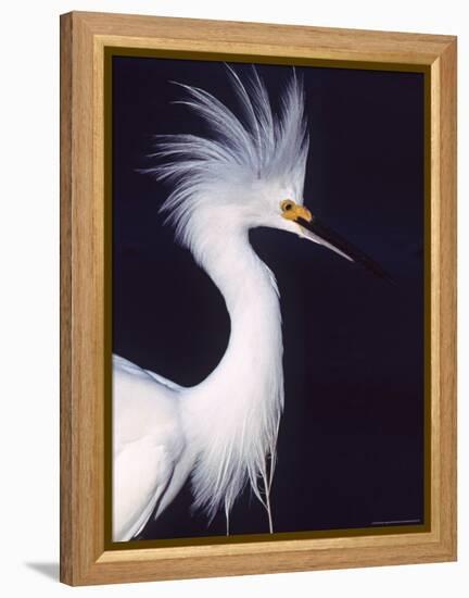 Snowy Egret in Breeding Plumage-Charles Sleicher-Framed Premier Image Canvas
