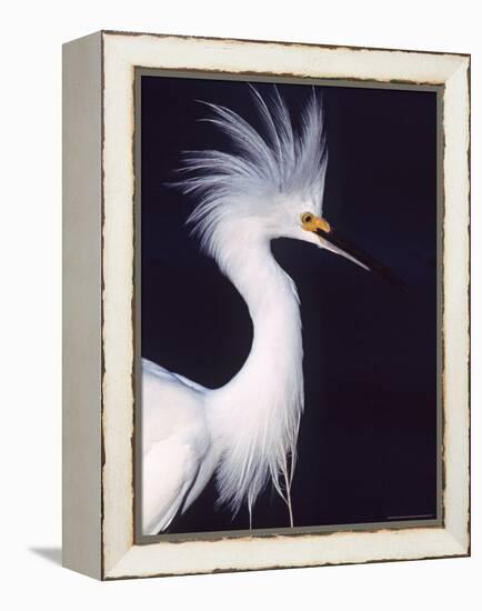 Snowy Egret in Breeding Plumage-Charles Sleicher-Framed Premier Image Canvas