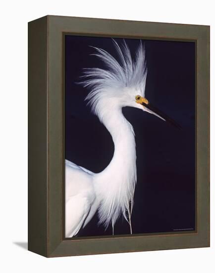 Snowy Egret in Breeding Plumage-Charles Sleicher-Framed Premier Image Canvas