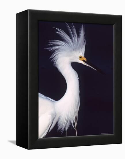 Snowy Egret in Breeding Plumage-Charles Sleicher-Framed Premier Image Canvas