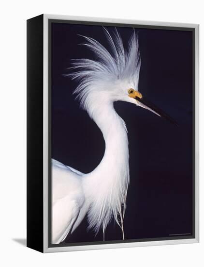 Snowy Egret in Breeding Plumage-Charles Sleicher-Framed Premier Image Canvas