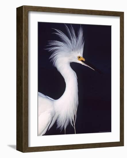 Snowy Egret in Breeding Plumage-Charles Sleicher-Framed Photographic Print