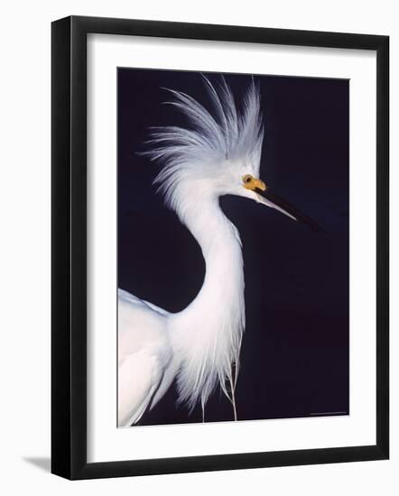 Snowy Egret in Breeding Plumage-Charles Sleicher-Framed Photographic Print