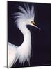 Snowy Egret in Breeding Plumage-Charles Sleicher-Mounted Photographic Print