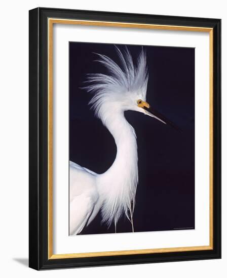 Snowy Egret in Breeding Plumage-Charles Sleicher-Framed Photographic Print