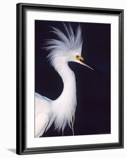 Snowy Egret in Breeding Plumage-Charles Sleicher-Framed Photographic Print