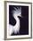 Snowy Egret in Breeding Plumage-Charles Sleicher-Framed Photographic Print