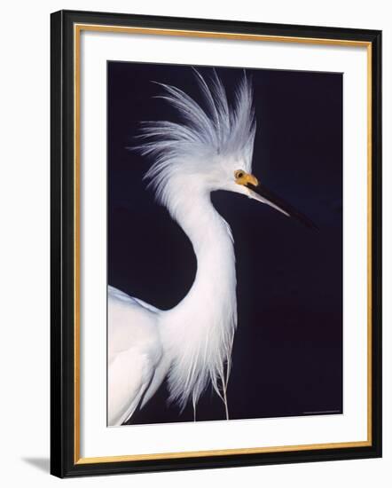 Snowy Egret in Breeding Plumage-Charles Sleicher-Framed Photographic Print