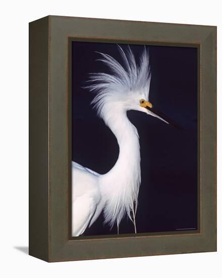 Snowy Egret in Breeding Plumage-Charles Sleicher-Framed Premier Image Canvas