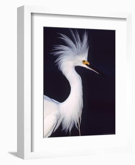 Snowy Egret in Breeding Plumage-Charles Sleicher-Framed Photographic Print