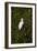 Snowy Egret (Juvenile)-Robert Michaud-Framed Giclee Print