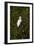 Snowy Egret (Juvenile)-Robert Michaud-Framed Giclee Print