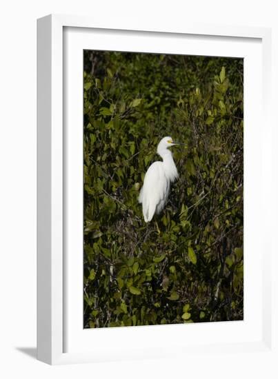 Snowy Egret (Juvenile)-Robert Michaud-Framed Giclee Print