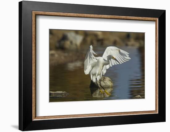 Snowy Egret Landing on Lake Murray, San Diego, California-Michael Qualls-Framed Photographic Print
